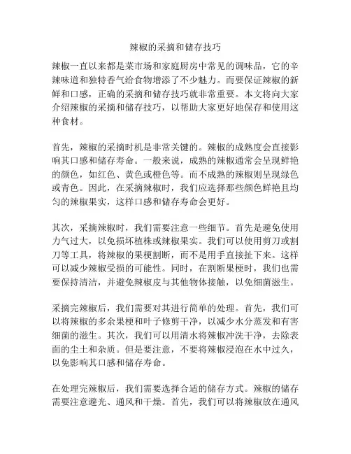 辣椒的采摘和储存技巧