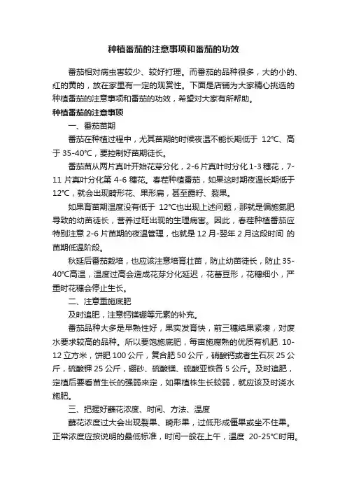 种植番茄的注意事项和番茄的功效
