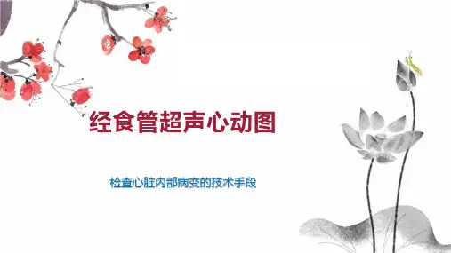 经食管超声心动图