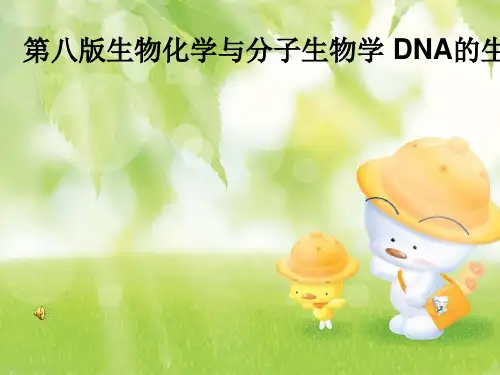 第八版生物化学与分子生物学 DNA的生物合成 PPT课件