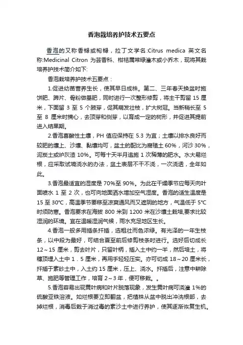 香泡栽培养护技术五要点