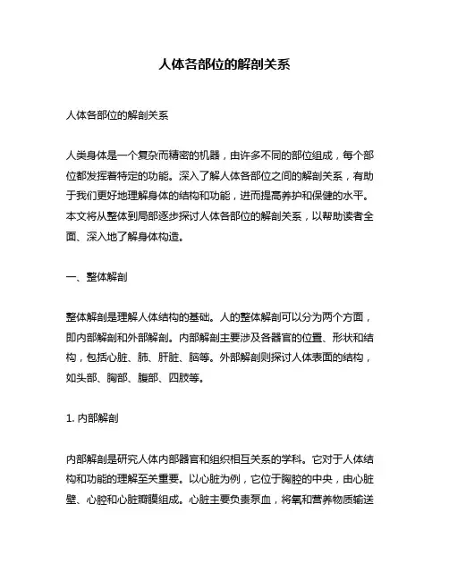 人体各部位的解剖关系