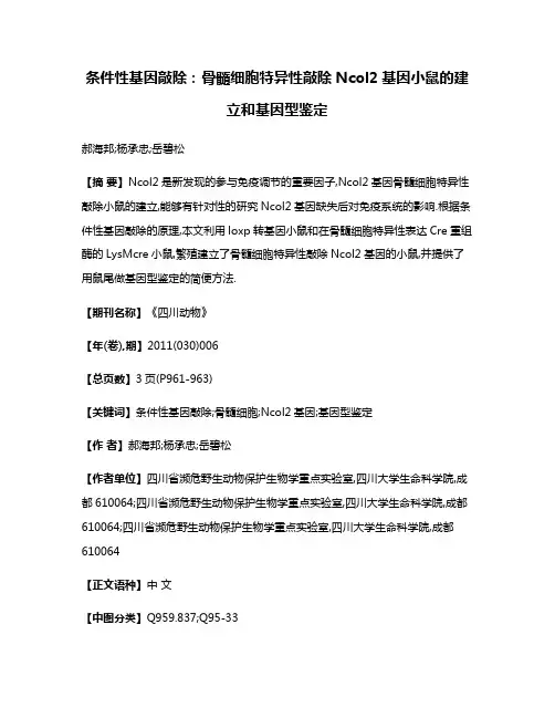 条件性基因敲除:骨髓细胞特异性敲除Ncol2基因小鼠的建立和基因型鉴定