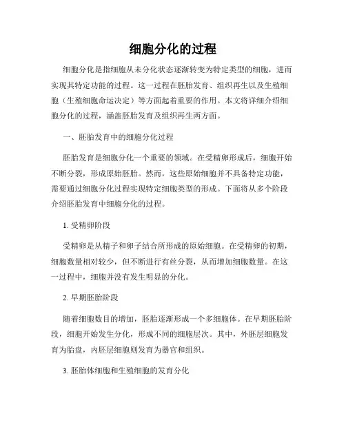 细胞分化的过程