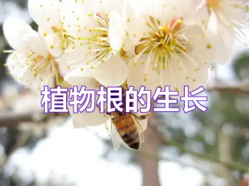 《植物根的生长》PPT (共35张PPT)
