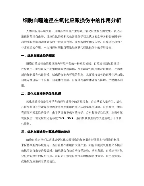 细胞自噬途径在氧化应激损伤中的作用分析