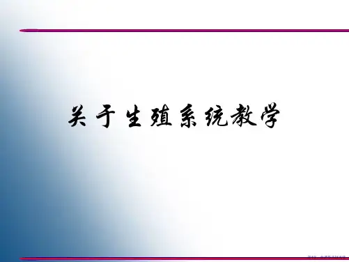 生殖系统教学课件