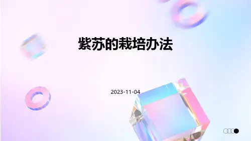 紫苏的栽培办法
