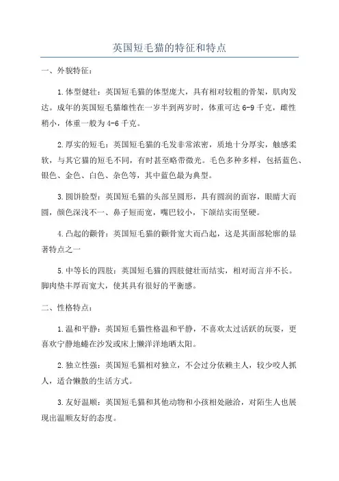 英国短毛猫的特征和特点