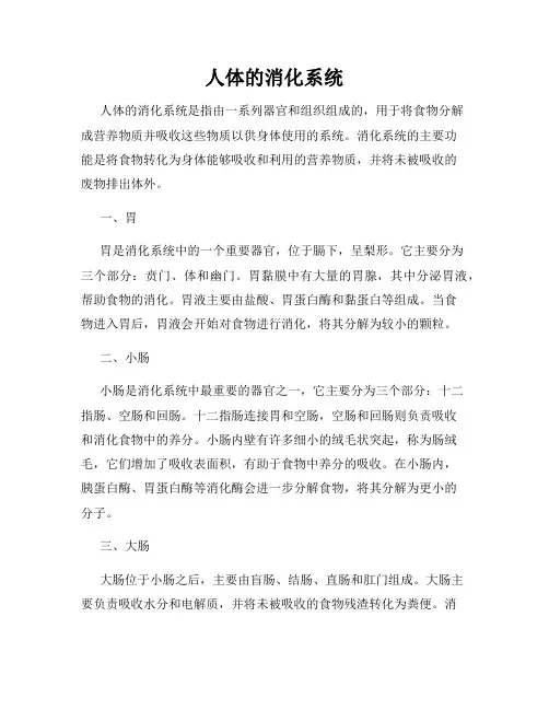 人体的消化系统 - 副本