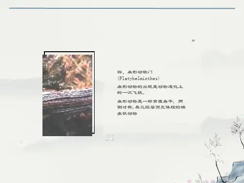 无脊椎动物4扁形动物门