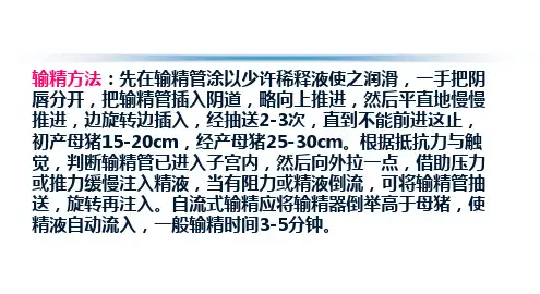 猪人工授精的方法与准备过程