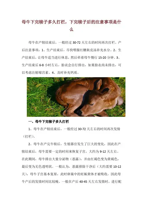 母牛下完犊子多久打栏,下完犊子后的注意事项是什么