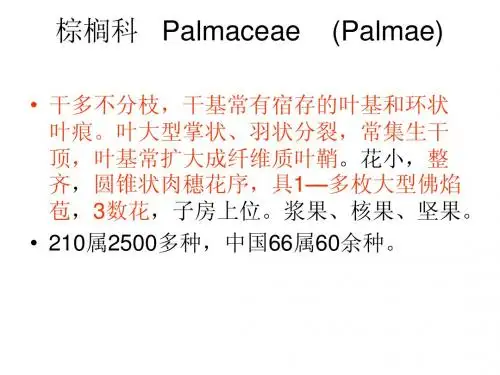 棕榈科  介绍