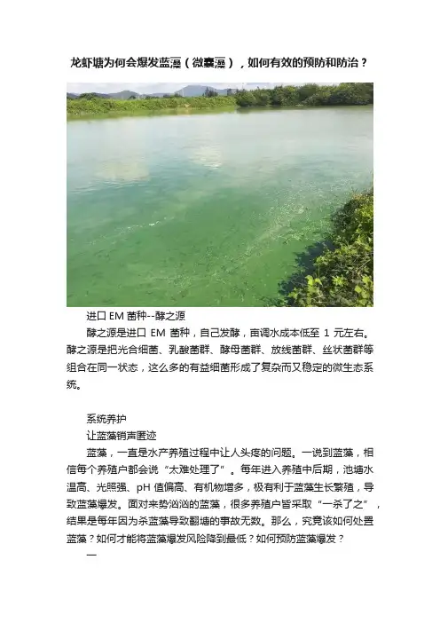 龙虾塘为何会爆发蓝藻（微囊藻），如何有效的预防和防治？
