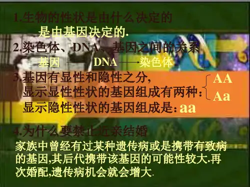人的性别决定