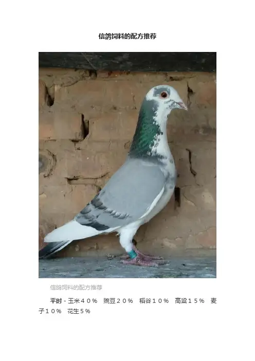 信鸽饲料的配方推荐