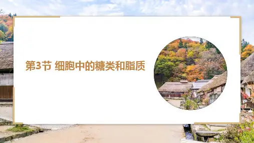 细胞中的糖类和脂质ppt课件