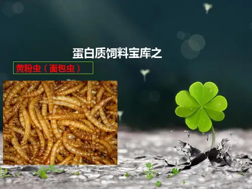 黄粉虫简介