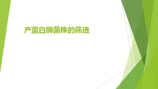 2产蛋白酶菌株的筛选
