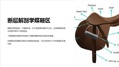 断层解剖学蝶鞍区
