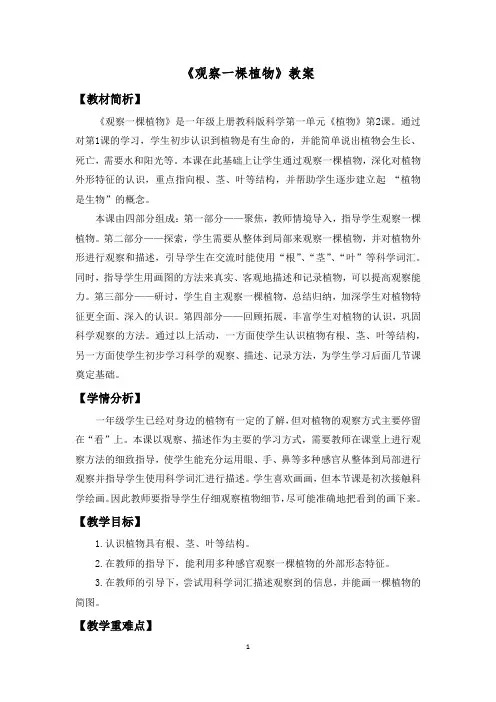 《观察一棵植物》教案