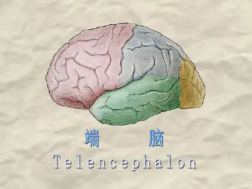 端脑PPT课件