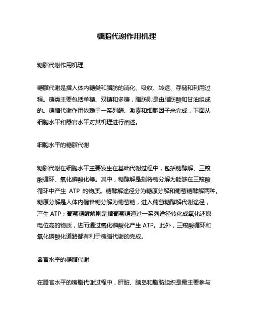 糖脂代谢作用机理