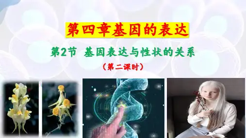 基因表达与生物性状的关系(第二课时)-高一生物备课精品课件(人教版2019必修2)