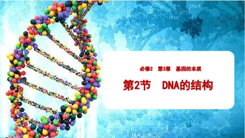 《DNA的结构》人教版高中生物教用课件1