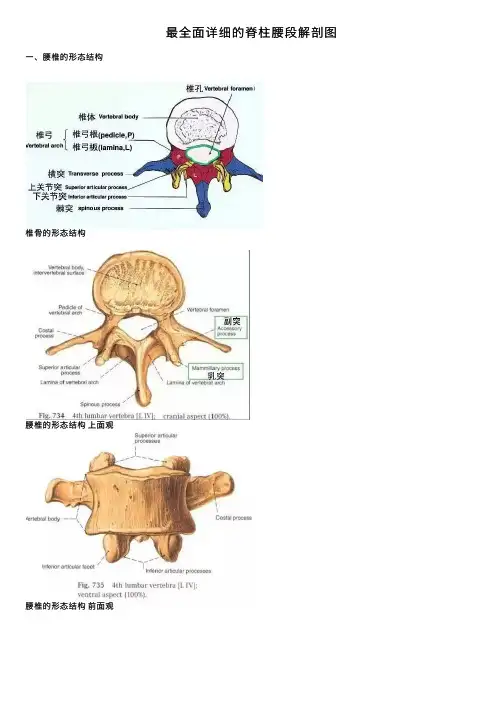 最全面详细的脊柱腰段解剖图
