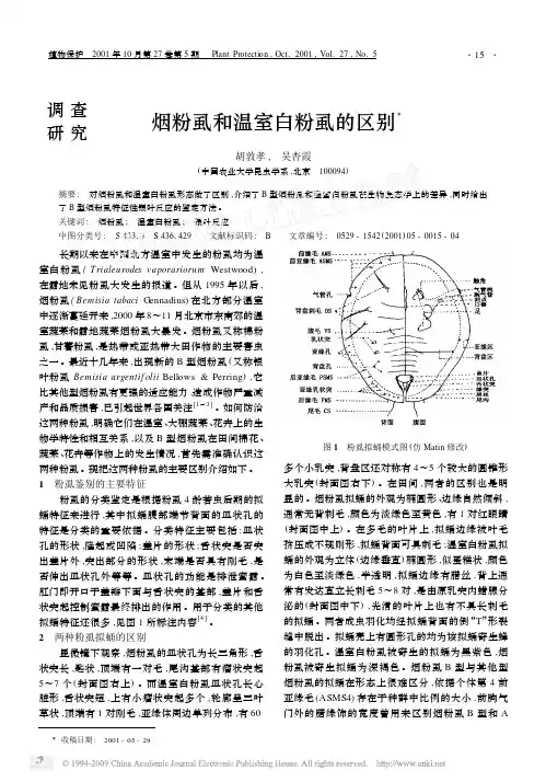 烟粉虱和温室白粉虱的区别