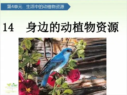 二年级上册科学-身边的动植物资源青岛版