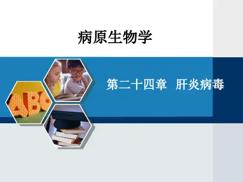 病理生理学ppt课件-第二十四章--肝炎病毒