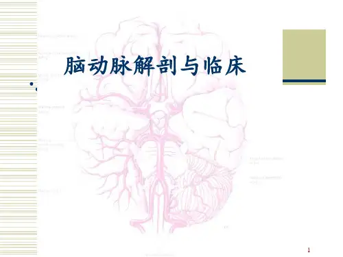 脑动脉解剖与临床 ppt课件