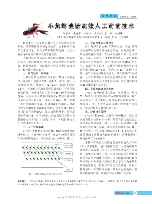 小龙虾池塘高效人工育苗技术