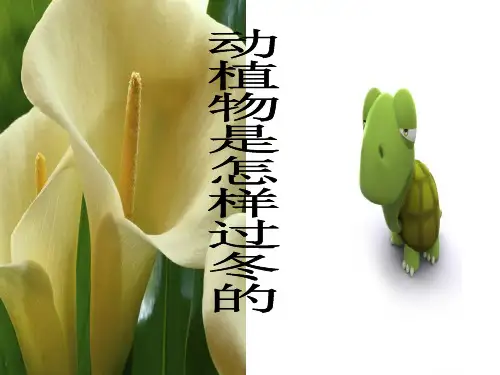 动植物是怎样过冬的