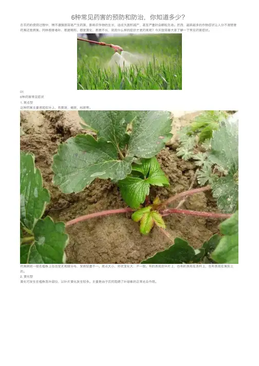 6种常见药害的预防和防治，你知道多少？