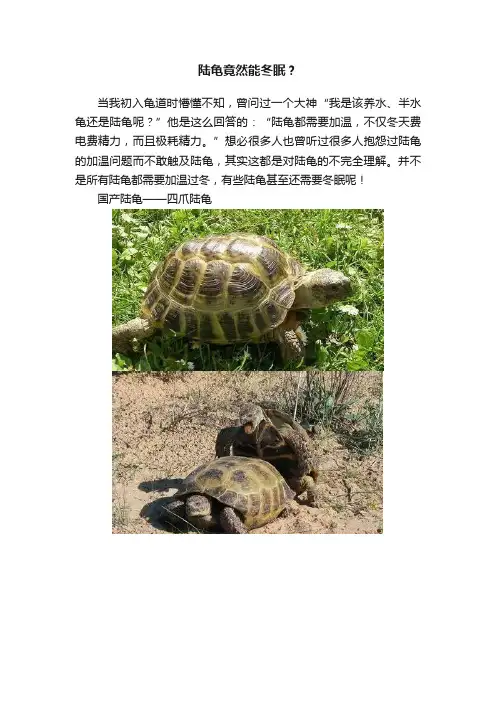 陆龟竟然能冬眠？
