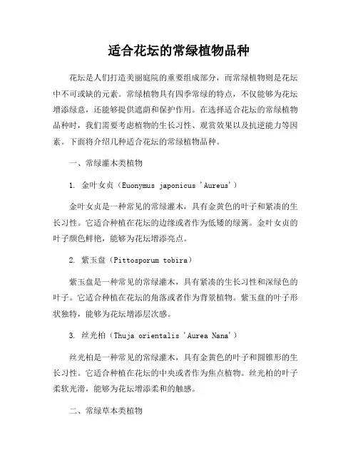 适合花坛的常绿植物品种