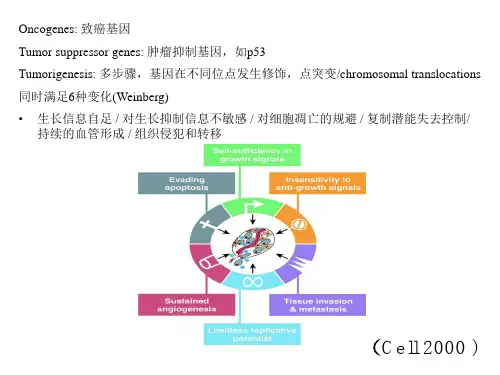 cell抗肿瘤药物分类