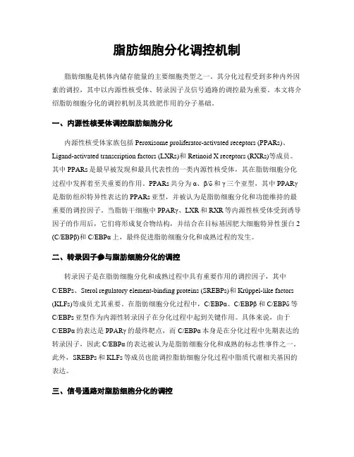 脂肪细胞分化调控机制