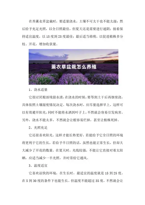薰衣草盆栽怎么养殖