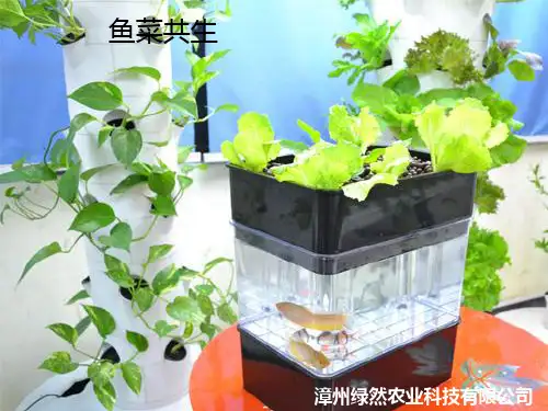 鱼菜共生系统介绍PPT课件