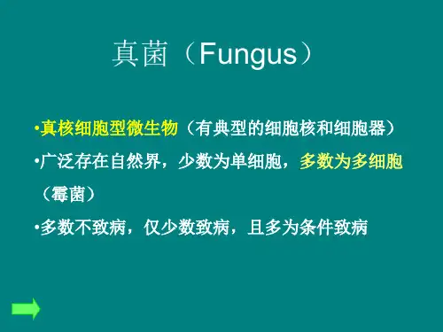 真菌ppt课件