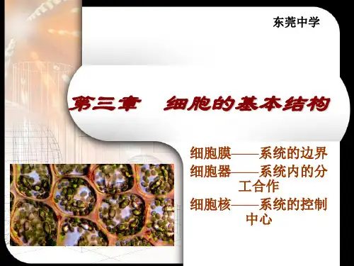 3.1 细胞膜———系统的边界.ppt