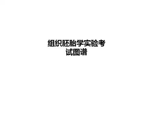 组织胚胎学实验考试图谱
