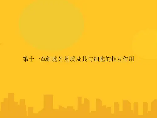 第十一章细胞外基质及其与细胞的相互作用PPT优秀版