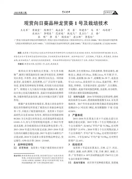 观赏向日葵品种龙赏葵1号及栽培技术