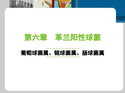 革兰阳性球菌
